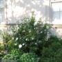 Rose Of Sharon – Diana – #5 Container